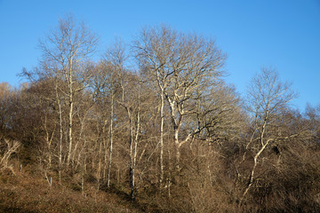 Bare trees and brushwood in sunny winterlight