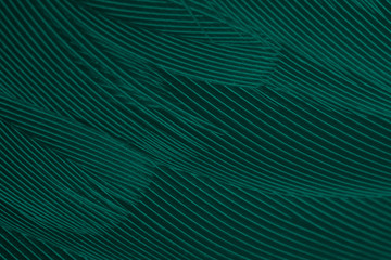 Beautiful dark green viridian vintage color trends feather texture background