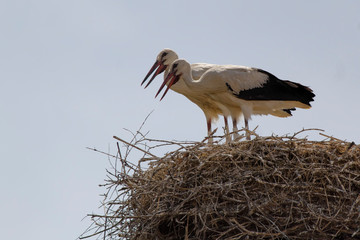 white stork in the nest