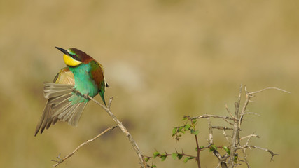 European bee-eater (Merops apiaster) in Azerbaijan
