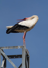 white stork displaying