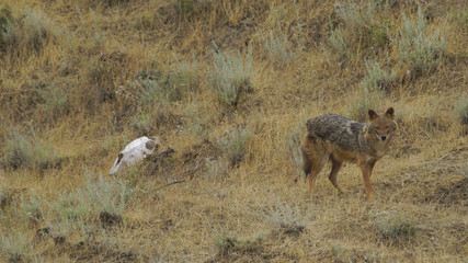 Golden jackal looking at camera