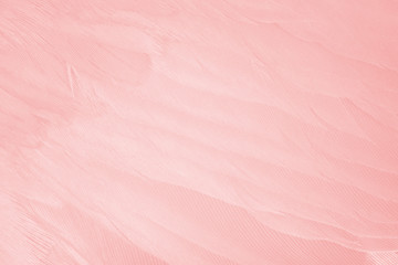 Beautiful line soft pink feather pattern texture background
