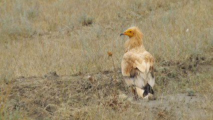 Egyptian vulture (Neophron percnopterus) - Azerbaijan