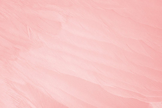 Beautiful line soft pink feather pattern texture background