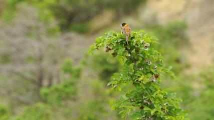 Black-headed bunting (Emberiza melanocephala) - Azerbaijan