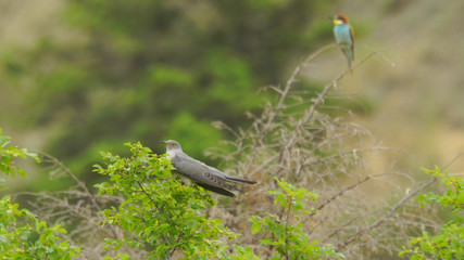 Common cuckoo (Cuculus canorus), captured in Azerbaijan