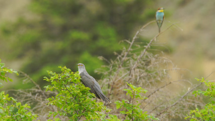 Common cuckoo (Cuculus canorus), captured in Azerbaijan