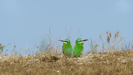 Blue-cheeked bee-eater (Merops persicus) in Azerbaijan