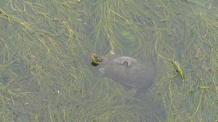 European pond turtle (Emys orbicularis) - Azerbaijan