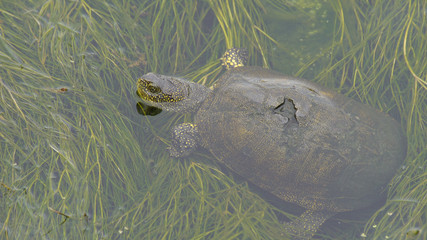 European pond turtle (Emys orbicularis) - Azerbaijan