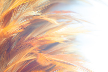 Beautiful orange color trends feather pattern texture background