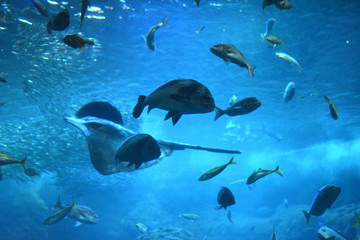 Fototapeta premium 水中を滑るように泳ぐアカエイの力強い姿