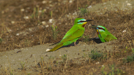 Blue-cheeked bee-eater (Merops persicus) in Azerbaijan