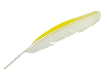 Beautiful yellow parrot lovebird feather isolated on white background