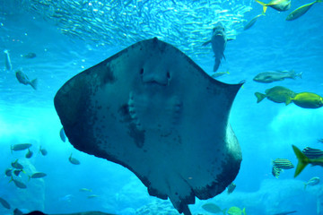 水中を滑るように泳ぐアカエイの力強い姿