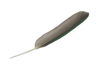 Beautiful green macaw parrot lovebird feather isolated on white background