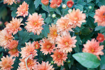 uncounted Chrysanthemums flowers