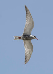 common tern in flight