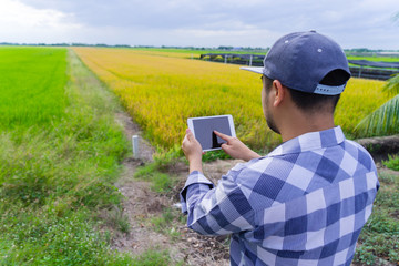 Farmer new generation using tablet computer for research and studying the development of rice field to increase productivity.