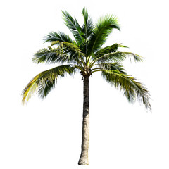 Obraz premium Coconut tree isolated on the white background.