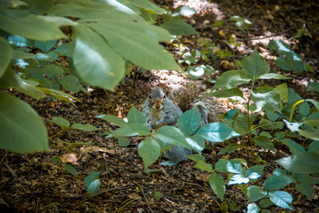 Ardilla en Central Park