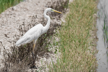 great white egret