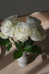 beautiful white rose flower blossom blooming decoration in vase with sunlight in the morning day