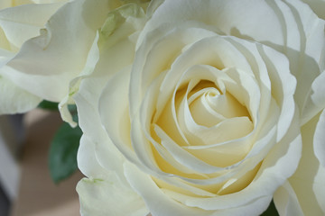 beautiful white rose flower blossom in the morning day