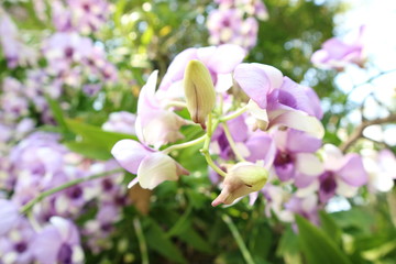 Fototapeta na wymiar Orchid flowers in the Spring Day orchid garden for postcard design ideas, beauty and agricultural concepts.