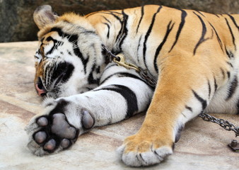 Skin Amur Tiger in the summer 