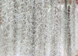 Spanish Moss background (Tillandsia usneoides) 