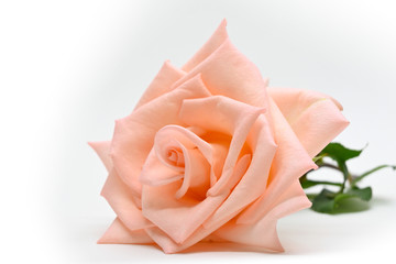 Fototapeta na wymiar single beauty flower rose gold color blossom bud isolated on white background