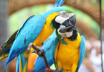 A love bite or a kiss Pair of colorful Macaws interacting. 
