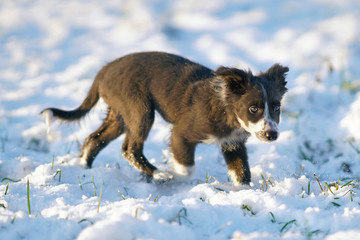 Cute blue and white Border Collie puppy walking outdoors on a snow on sunset in winter