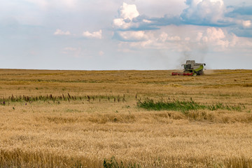 Obraz premium modern heavy harvester removes the ripe wheat bread in field. Seasonal agricultural work