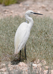 little egret