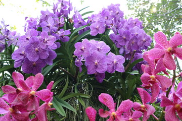 Orchid flowers in the Spring Day orchid garden for postcard design ideas, beauty and agricultural concepts.