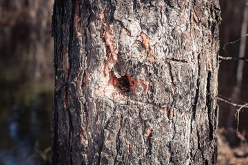 Slender trunk of pine tree in the forest.