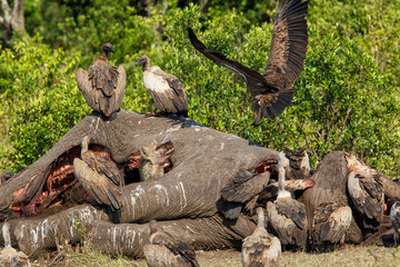 hyena and vultures near the carcass of an old male elephant in the Masai Mara Game Reserve in Kenya