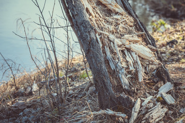 The rotten trunk of pine tree on the bank of the river in the forest.