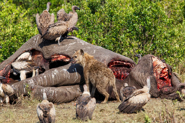 hyena and vultures near the carcass of an old male elephant in the Masai Mara Game Reserve in Kenya