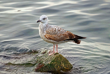 White and grey seagull