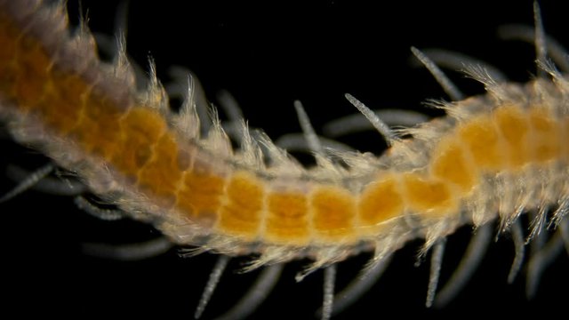 a sea ciliary worm under a microscope, of the Syllidae family, differs in others by the presence of a barrel-shaped ventricle, most of the worms are found in seas and fresh waters, the video shows how