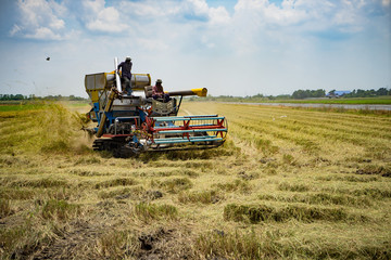 Fototapeta premium Farmers driving Harvester car during harvesting rice season at rice field farm in Thailand with clear sky and golden rice.