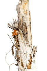 firewood poplar on a white background