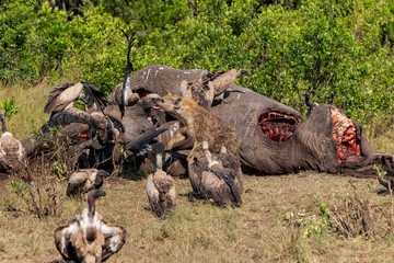 hyena and vultures near the carcass of an old male elephant in the Masai Mara Game Reserve in Kenya