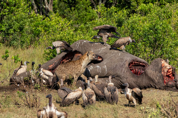 hyena and vultures near the carcass of an old male elephant in the Masai Mara Game Reserve in Kenya