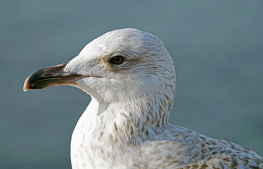 portrait of big sea gull on background sky