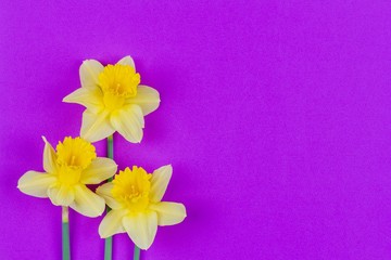 spring background of Narcissus flowers on a violet background with a copy space